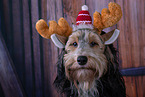 Mongrel dog