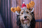 Mongrel dog