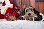 Mongrel dog