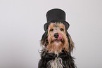 Mongrel dog