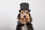 Mongrel dog