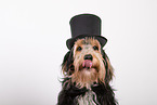 Mongrel dog