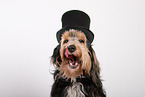Mongrel dog