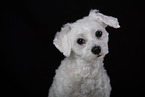 Mongrel dog