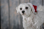 Mongrel dog