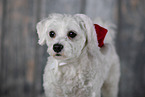 Mongrel dog