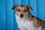 Mongrel dog