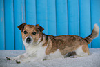 Mongrel dog