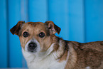 Mongrel dog