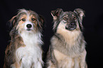 Mongrel dog