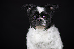 Mongrel dog
