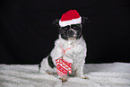 Mongrel dog