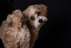 Mongrel dog