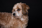 Mongrel dog