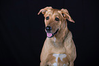 Mongrel dog