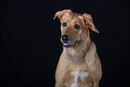 Mongrel dog