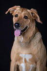 Mongrel dog