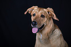 Mongrel dog