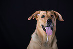 Mongrel dog