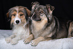 Mongrel dog