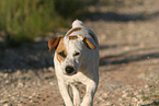 Mongrel dog