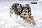 mongrel dog in snow