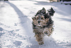 mongrel dog in snow