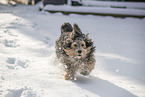 mongrel dog in snow