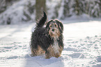 mongrel dog in snow