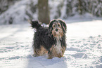 mongrel dog in snow