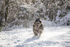 mongrel dog in snow