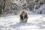 mongrel dog in snow