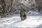 mongrel dog in snow