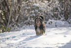 mongrel dog in snow