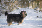mongrel dog in snow