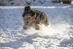 mongrel dog in snow