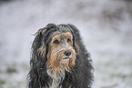 mongrel dog in snow