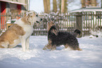 playing dogs