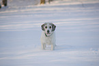Mongrel dog