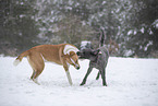 Mongrel dog
