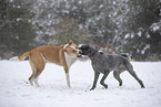 Mongrel dog