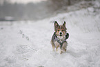 Mongrel dog