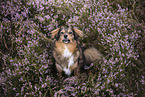 mongrel