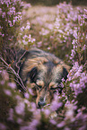 mongrel