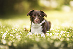 Mongrel Dog
