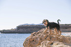 Mongrel
