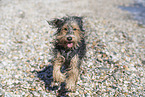 Mongrel