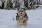 Mongrel dog