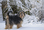 Mongrel dog