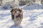 Mongrel dog
